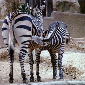 Hartmann's Mountain Zebras - Circa 1980