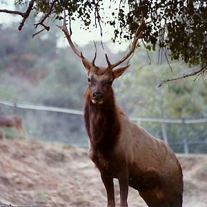 Tule Elk - Circa 1980