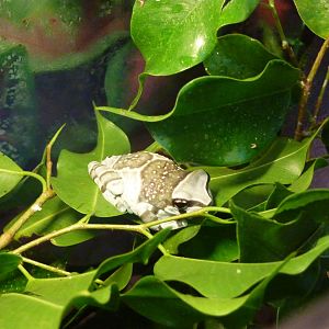 Amazon milk frog