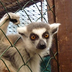 Ring-tailed lemur