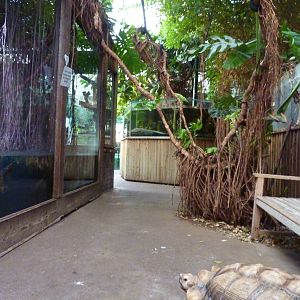 African spurred tortoise in main indoor rainforest