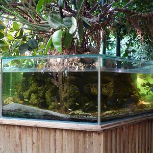 Cichlid tank