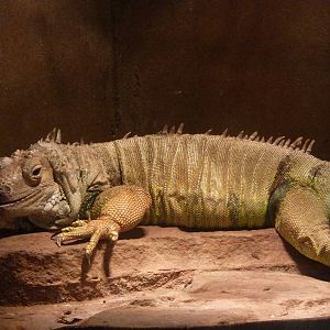 Green iguana
