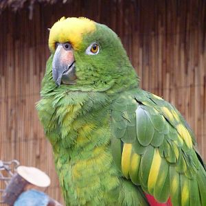 Yellow-crowned amazon