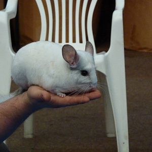 Chinchilla in animal display