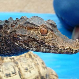 Cuvier's dwarf caiman in animal display