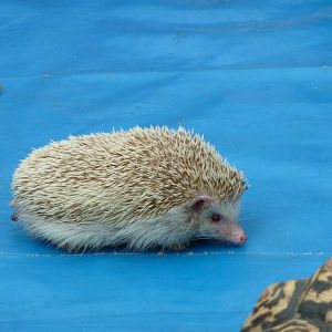 African pygmy hedgehog in animal display
