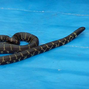 Eastern kingsnake in animal display
