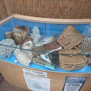 Confiscated animal products in animal display room