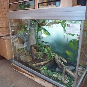 Cane toad enclosure