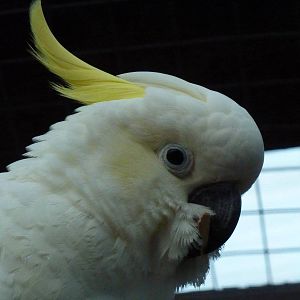 Eleonora's cockatoo