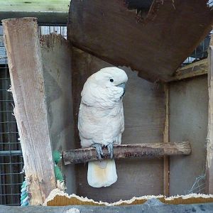 Moluccan cockatoo