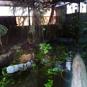 Half of spectacled caiman enclosure