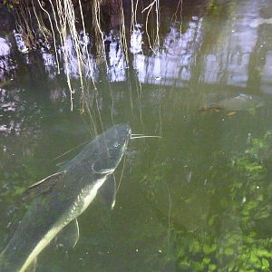 Main fish pond