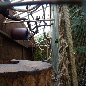 Kinkajou enclosure