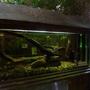 Red-bellied piranha tank