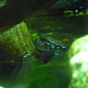 Mudskipper
