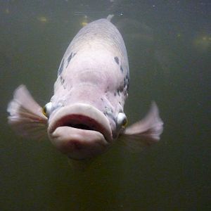 Giant gourami