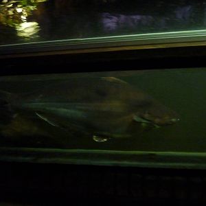 Sutchi catfish in main fish pool