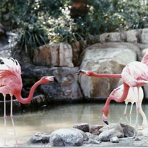 Flamingo Lagoon - Circa 1980