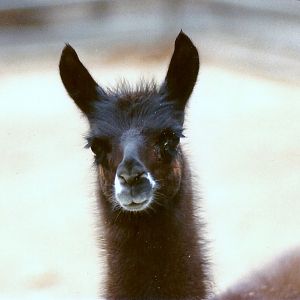 Llama - Circa 1980