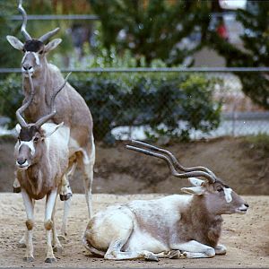 Addax - Circa 1980