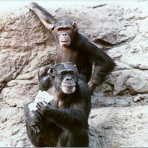 Chimpanzees - Circa 1980