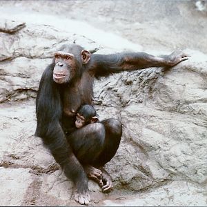 Chimpanzees - Circa 1980