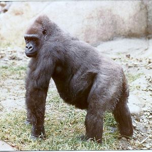 Lowland Gorilla - Circa 1980