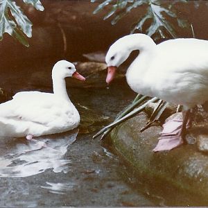 Coscoroba Swans - Circa 1980
