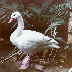 Coscoroba Swan - Circa 1980