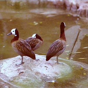 White-faced Whistling Ducks - Circa 1980