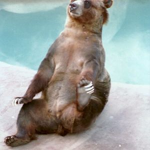 Grizzly Bear - Circa 1980