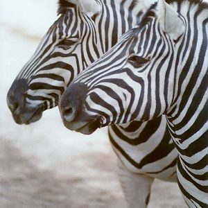 Damara Zebras - Circa 1980