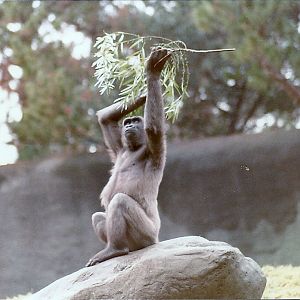 Lowland Gorilla - Circa 1980