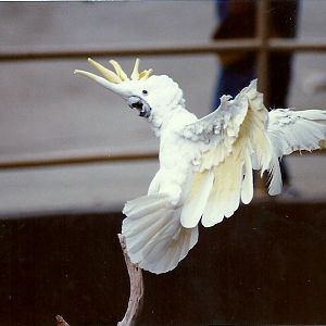 Cockatoo - Circa 1980
