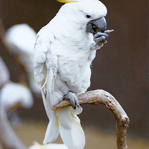 Cockatoo - Circa 1980
