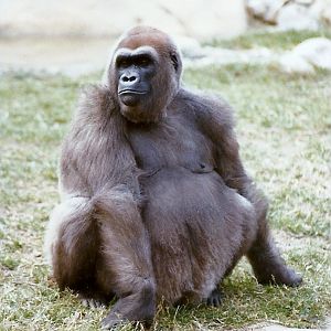 Lowland Gorilla - Circa 1980
