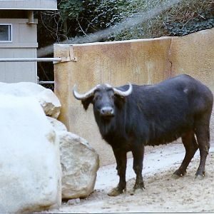 Cape Buffalo - Circa 1980