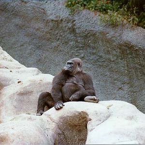 Lowland Gorilla - Circa 1980