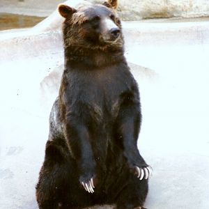 Grizzly Bear - Circa 1980