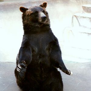 Grizzly Bear - Circa 1980