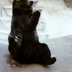 Grizzly Bear - Circa 1980