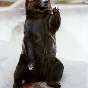 Grizzly Bear - Circa 1980