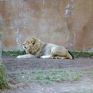 Asian Lion - Circa 1980