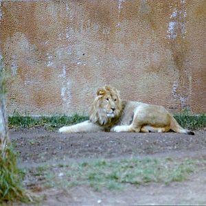 Asian Lion - Circa 1980