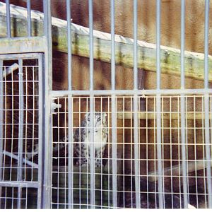 Snow Leopard mid-90s