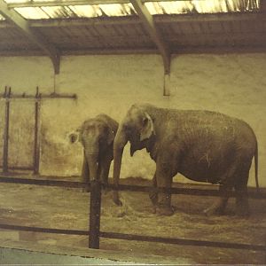 Elephant House early 1980s