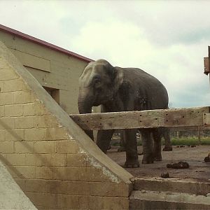 Jangoli earlyish 1980s