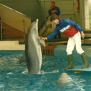 Dolphin Show 1985